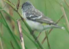 Crithagra citrinipectus