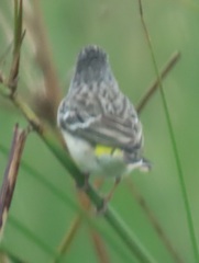 Crithagra citrinipectus