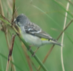 Crithagra citrinipectus