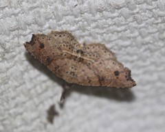 Philogethes metableta