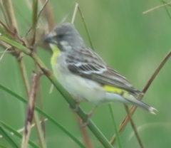 Crithagra citrinipectus