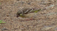 Crithagra citrinipectus