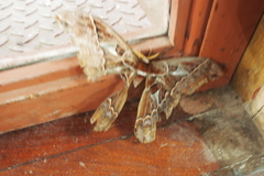 Rothschildia triloba