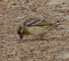 Crithagra citrinipectus