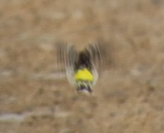 Crithagra citrinipectus