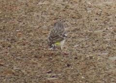 Crithagra citrinipectus