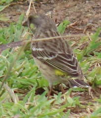 Crithagra citrinipectus