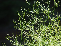 Alisma canaliculatum