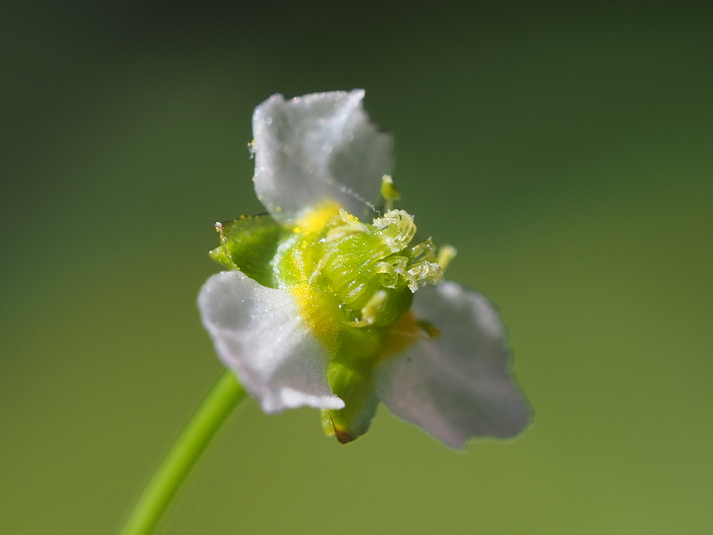 Channelled Water-plantain