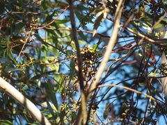 Eucalyptus diversicolor