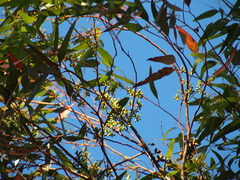Eucalyptus diversicolor