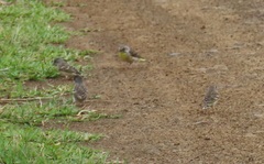 Crithagra citrinipectus