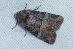 Mesoligia literosa