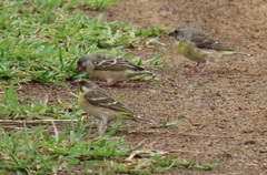 Crithagra citrinipectus