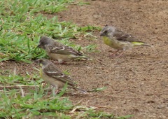 Crithagra citrinipectus