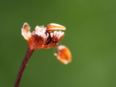 Alisma canaliculatum