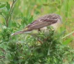 Crithagra citrinipectus