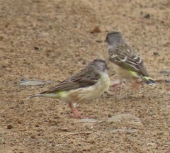 Crithagra citrinipectus