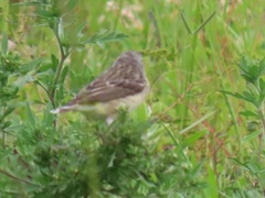 Crithagra citrinipectus