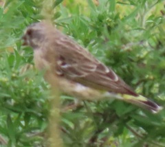 Crithagra citrinipectus