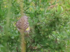 Crithagra citrinipectus