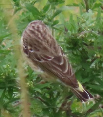 Crithagra citrinipectus