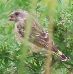 Crithagra citrinipectus