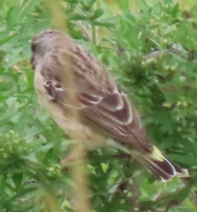 Crithagra citrinipectus