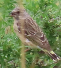 Crithagra citrinipectus