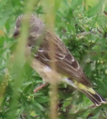 Crithagra citrinipectus