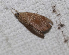 Crocidolomia suffusalis