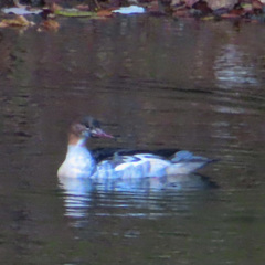 Mergus merganser