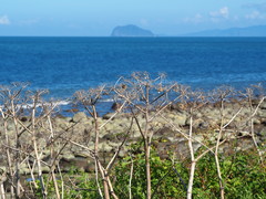 Angelica hirsutiflora