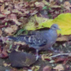 Streptopelia orientalis