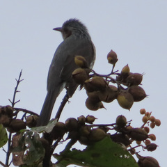 Hypsipetes amaurotis