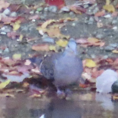 Streptopelia orientalis