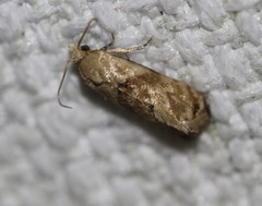 Eupoecilia acrographa