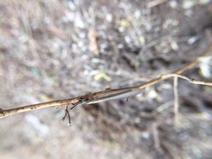 Myrmeleontidae