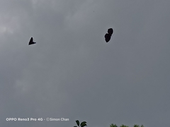 Elymnias hypermnestra