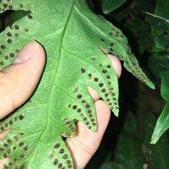 Tectaria multicaudata