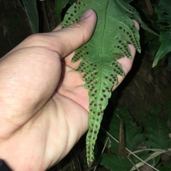 Tectaria multicaudata