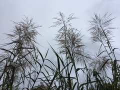 Phragmites vallatoria