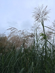 Phragmites vallatoria