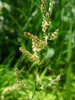 Water Whorl-Grass - Photo (c) Юрій Бенгус, some rights reserved (CC BY-NC), uploaded by Юрій Бенгус