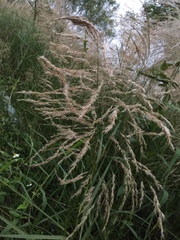 Phragmites vallatoria