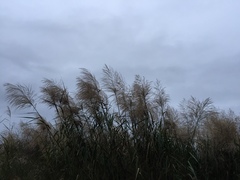 Phragmites vallatoria
