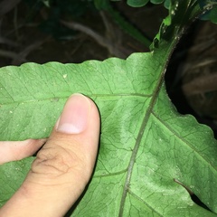 Tectaria multicaudata