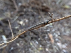 Myrmeleontidae
