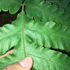 Tectaria multicaudata