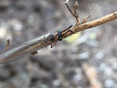 Myrmeleontidae